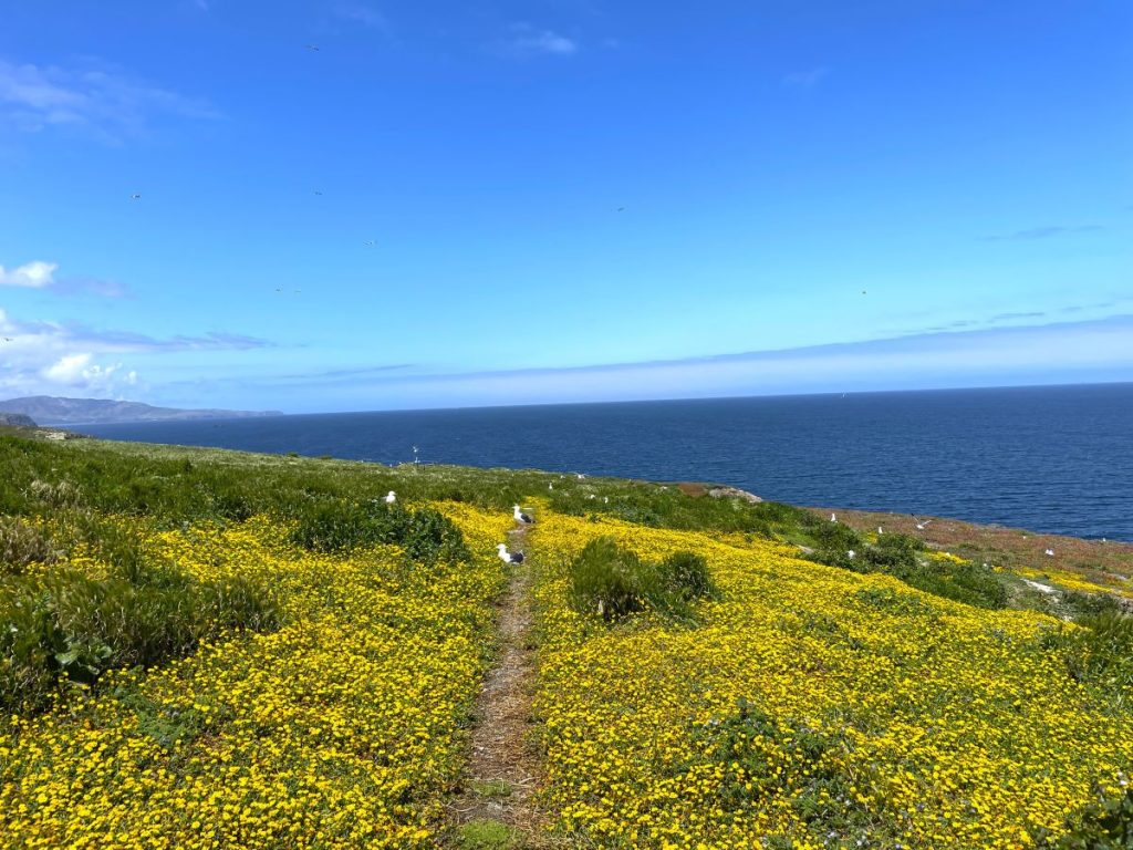 wildflowers
