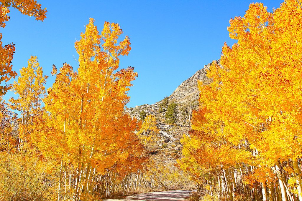 Golden Aspen leaves in Bishop 