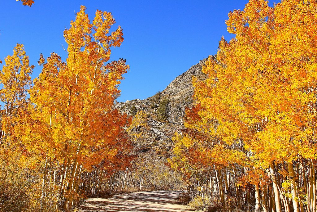 yellow fall colors in Bishop
