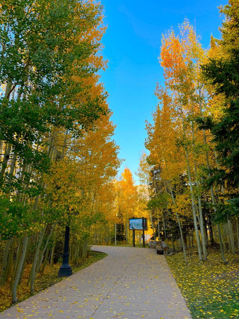 aspen leave change color in colorado
