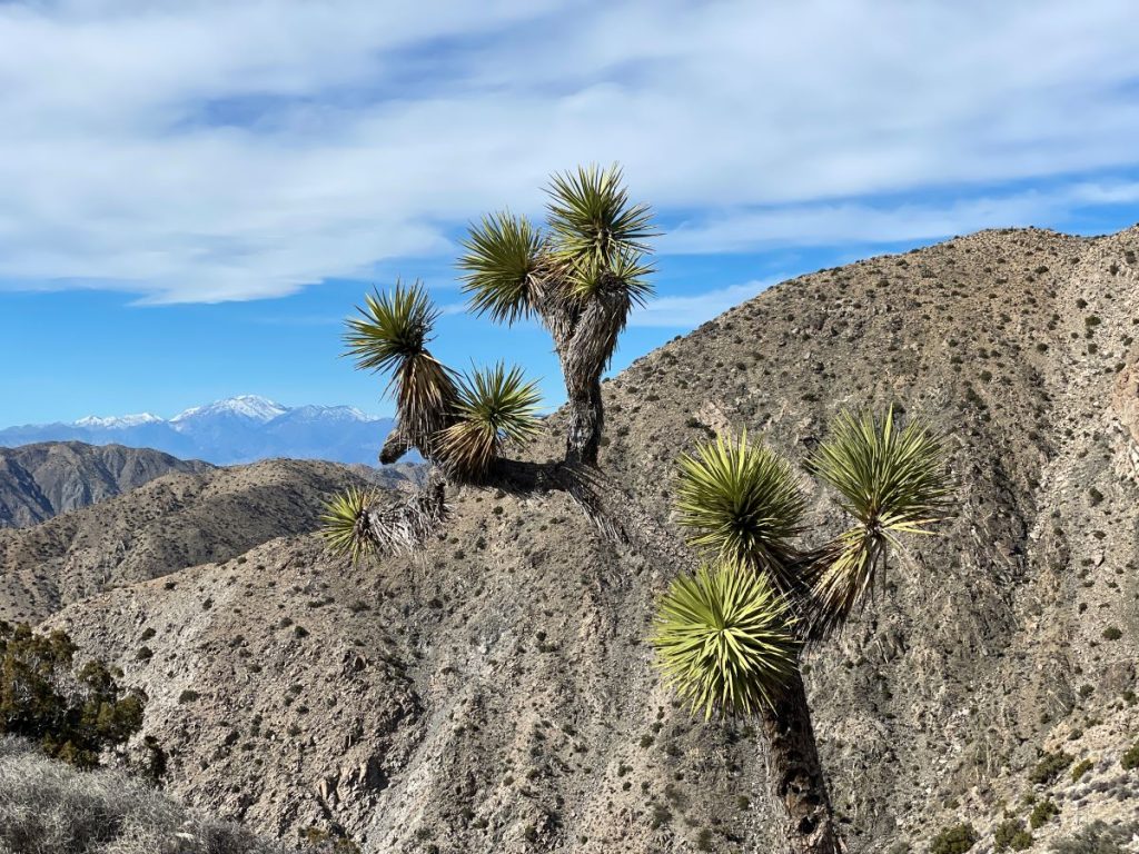 Joshua Tree and background Keys View