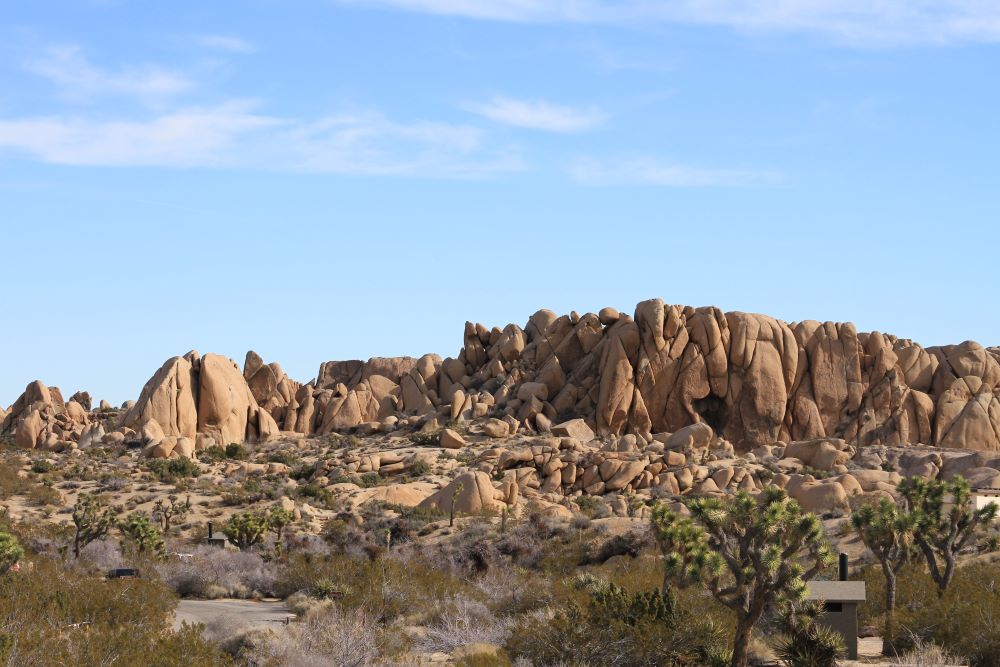 joshua tree and canyon