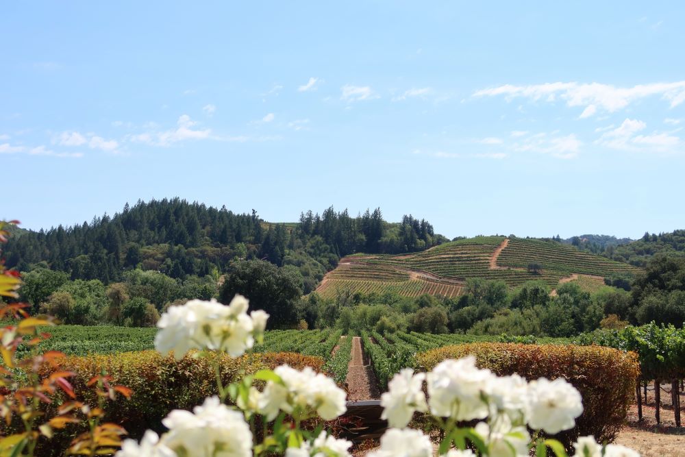 napa valley winery view