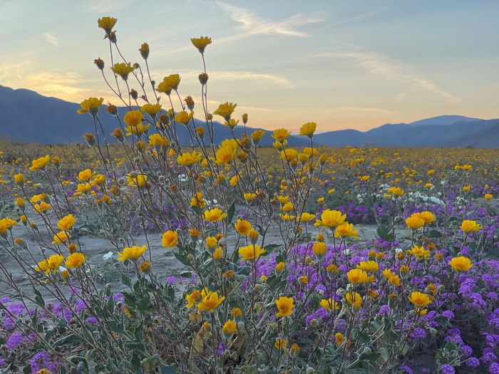 Wildflowers in Anza Borrego Springs