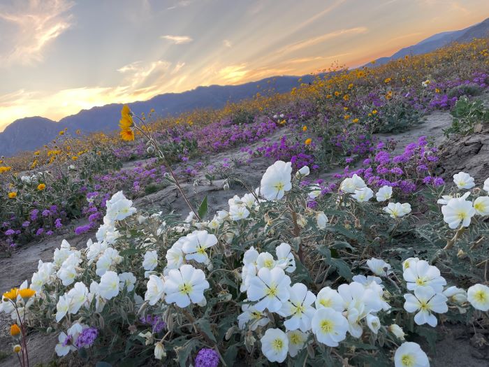 Wildflowers bloom in Anza Borrego Springs