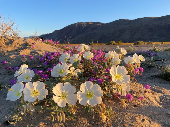 Sunrise Wildflowers in Anza Borrego