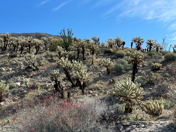 Cactus Loop Trail in Anza Borrego